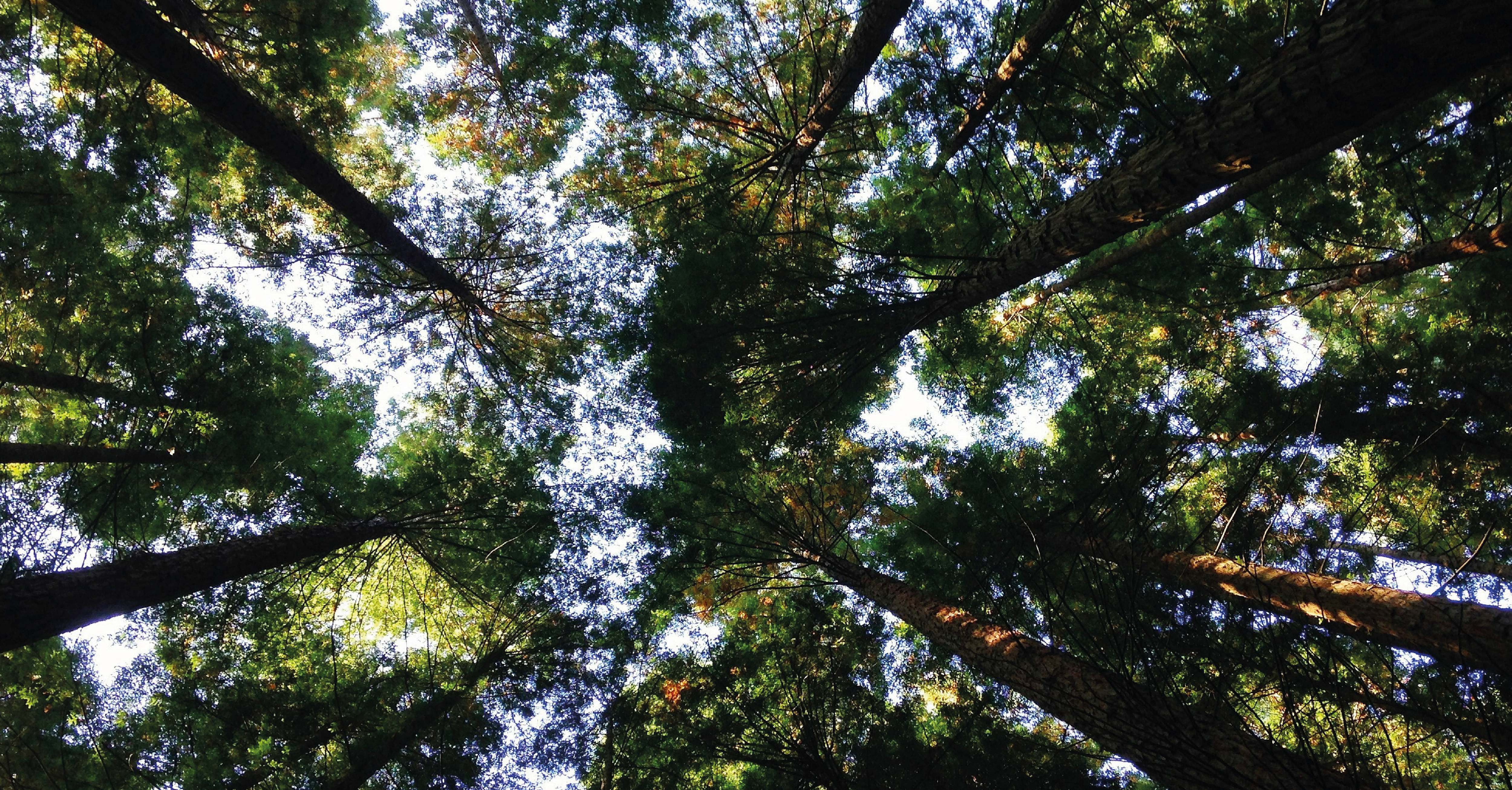Arbre forêt représentant l'économie durable et verte